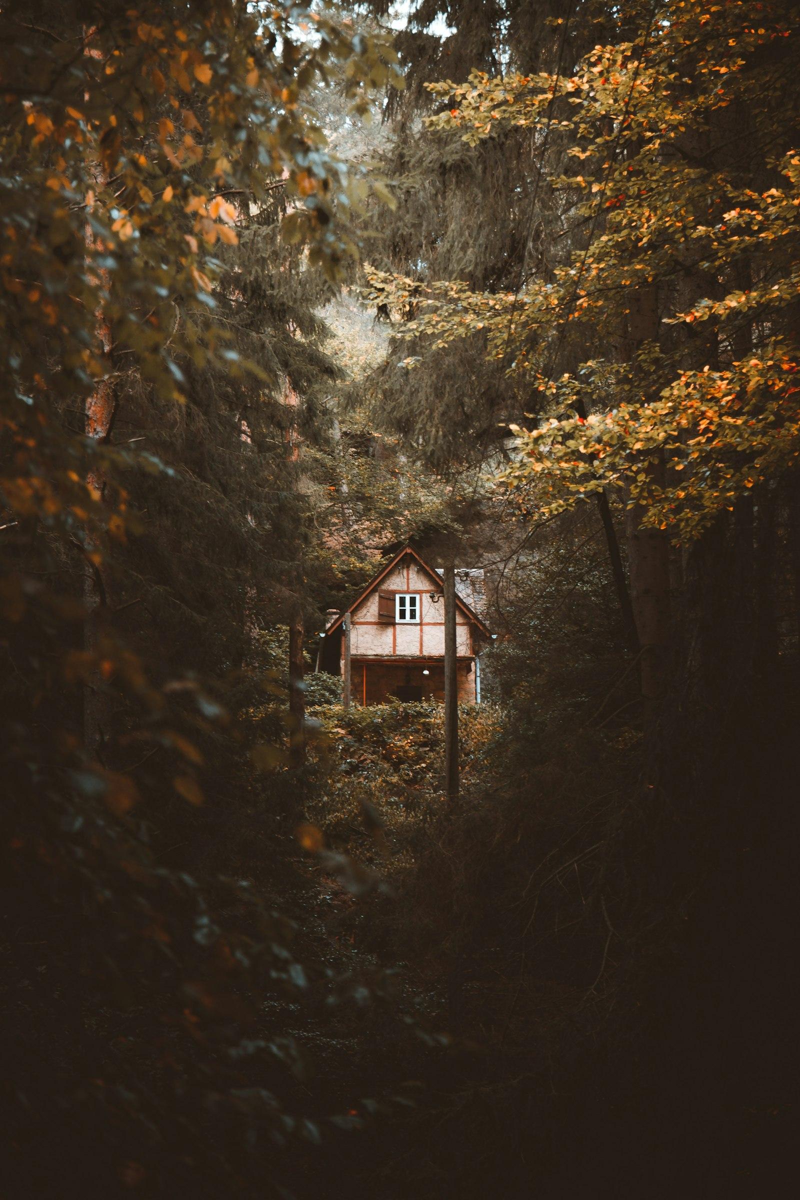 A brown wooden house deep in a dark green forest. Photo by Björn Grochla on Unsplash.