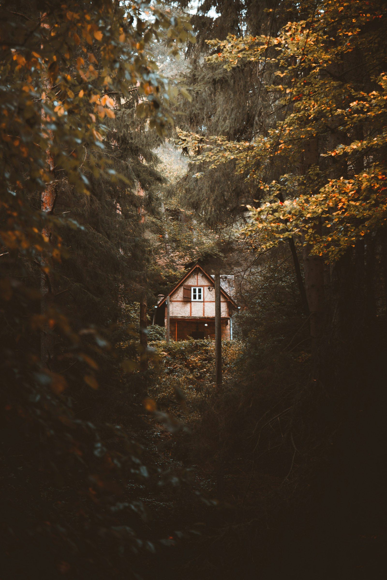 A brown wooden house deep in a dark green forest. Photo by Björn Grochla on Unsplash.